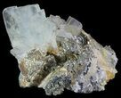 Blue Barite and Marcasite Association - Morocco #64376-2